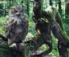 Hibou sur une branche