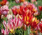 Tulipes dans le champ