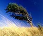 Le fort vent frappe un arbre