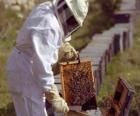 Apiculteur travailant avec le vêtement spécial dans la ruche pour recueillir le miel