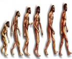 Des séquences de l'évolution humaine à partir de australopithèque Lucy à l'homme moderne, en passant entre autres par des hommes de Heidelberg, Beijing, Neandertal et Cromagnon