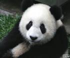 Ours panda