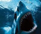 Requin