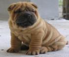 Bébé Shar-pei