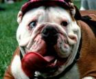 Bulldog anglais - Bulldog