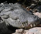 Tête de crocodile