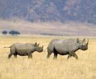 Rhinocéros noirs dans la savane