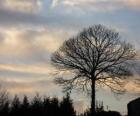 Arbre sans feuille en hiver