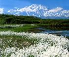 Plaine avec la végétation et les montagnes vers le bas