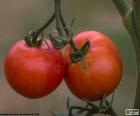 Deux tomates, les fruits de la tomate. Elle est cultivé partout dans le monde