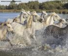 Troupeau de chevaux sauvages dans l'eau