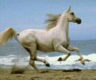 Cheval blanc au galope sur la plage 