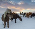 Troupeau de chevaux sauvages dans la prairie neigeux