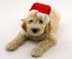 Petit chien élégant pour les festivités de Noël avec bonnet