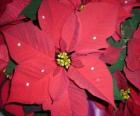 Groupe de poinsetties