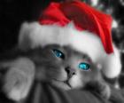 Chat élégant pour les festivités de Noël avec bonnet
