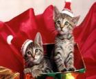 Deux chatons avec chapeau de Père Noël dans un coffret cadeau