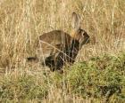 Lapin en courant