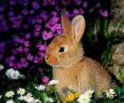 Lapin parmi les fleurs