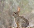 Vue de côté : lapin