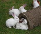 Groupe du lapin blanc