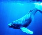 Baleines bleues, le rorqual bleu est le plus gros animal qui ait jamais existé sur la Terre
