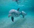 Dauphin avec un petit en nageant dans la mer