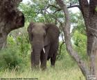 Elephant manger de l'herbe