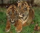 De jeunes tigres