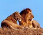 Lion et lionne