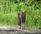 Lynx avec fortes jambes, de longues oreilles, queue courte et pelage jaspé