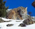 Lynx adult dans un paysage de roches et la végétation