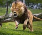 Lion en courant
