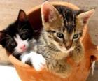Deux chats dans un vase