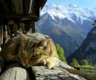 Chat dans le paysage