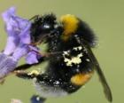 Bourdon, un insecte robuste et duveteux