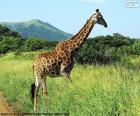 Girafe dans la savane