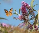 Papillon survolant les fleurs