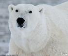 Tête d’un ours polaire