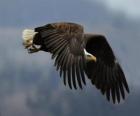 Aigle en volant