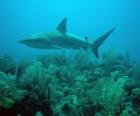 Requin dans le fonds de la mer