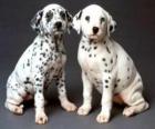 Deux chiots dalmatien