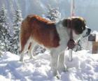 Saint-bernard, un chien de sauvetage avec un tonnelet d'eau de vie autour de son cou