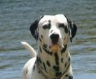 Chien dalmatien avec sa peau couverte de taches