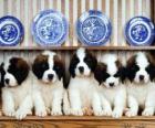 Chiots Saint-bernard