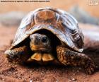 Tortue terrestre