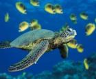 Tortue marine