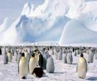 Pingouins