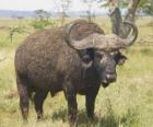 Gnou, de pâturage tranquillement dans la savane