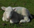 Agneau, le petit des mouton